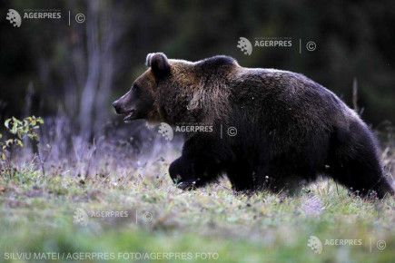 Hargita megyében év eleje óta 304-szer riasztották a medvék miatt a csendőröket