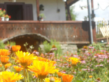 Nem látjuk a patikától a mezőt